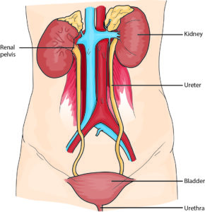 Urinary tract image